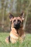 BERGER ALLEMAND 1281